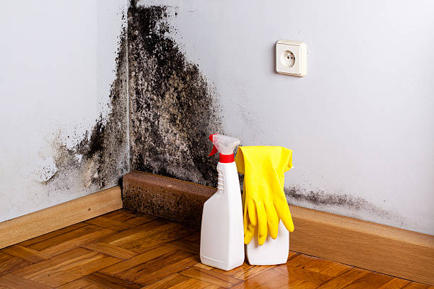 Best Black Mold Removal  in Shannon Hills, AR