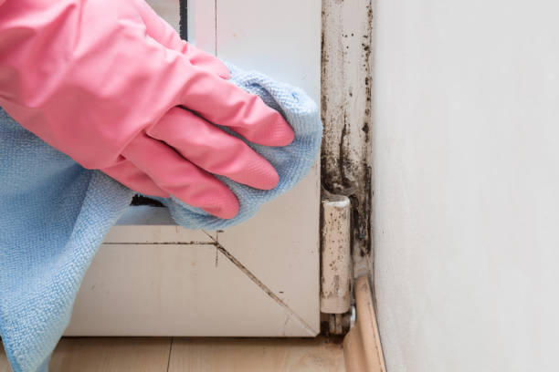 Best Commercial Mold Removal  in Shannon Hills, AR